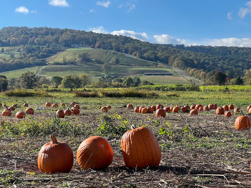Great Country Farms in Bluemont Great Country Farms in Bluemont