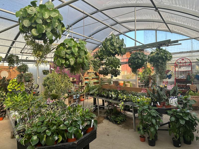 Greenhouses Packed With Plants Year After Year