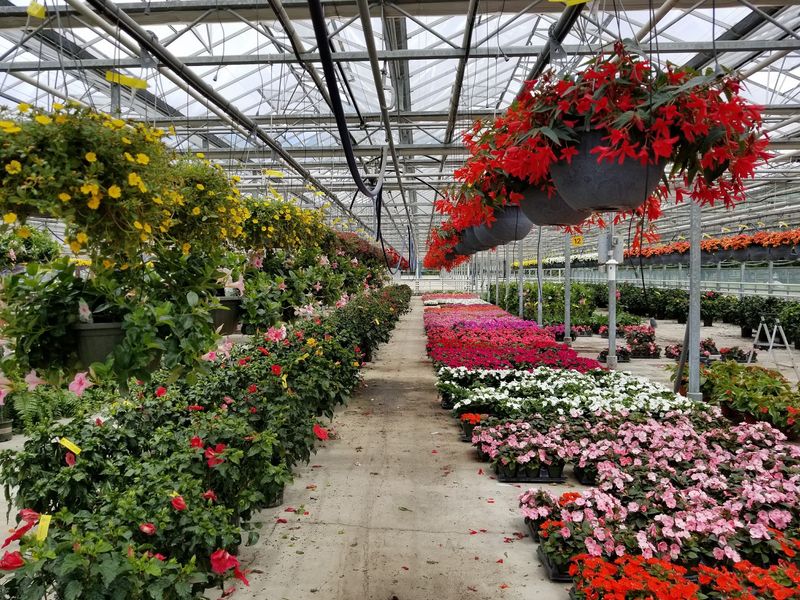 Greenhouses That Come Alive Long Before Pumpkin Season