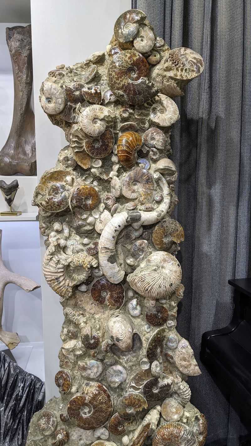Half a Billion Years of Ancient Life