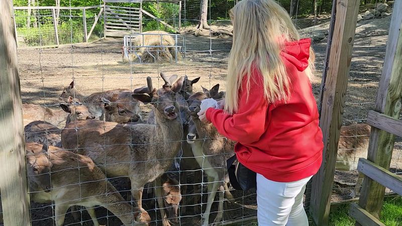 Hand Feeding the Friendly Fallow Deer Hand Feeding the Friendly Fallow Deer