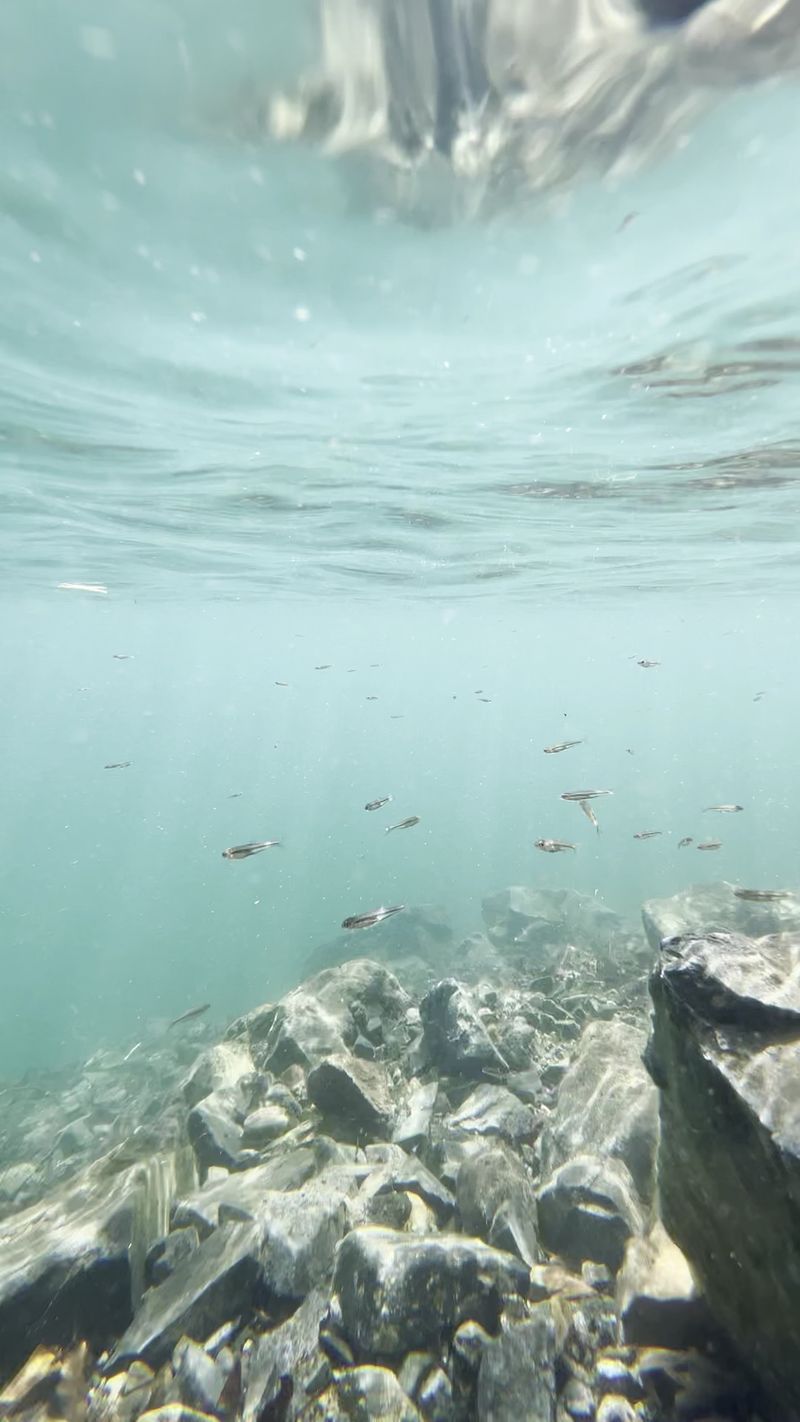 Harmless Swimmers That Look Scarier Than They Are