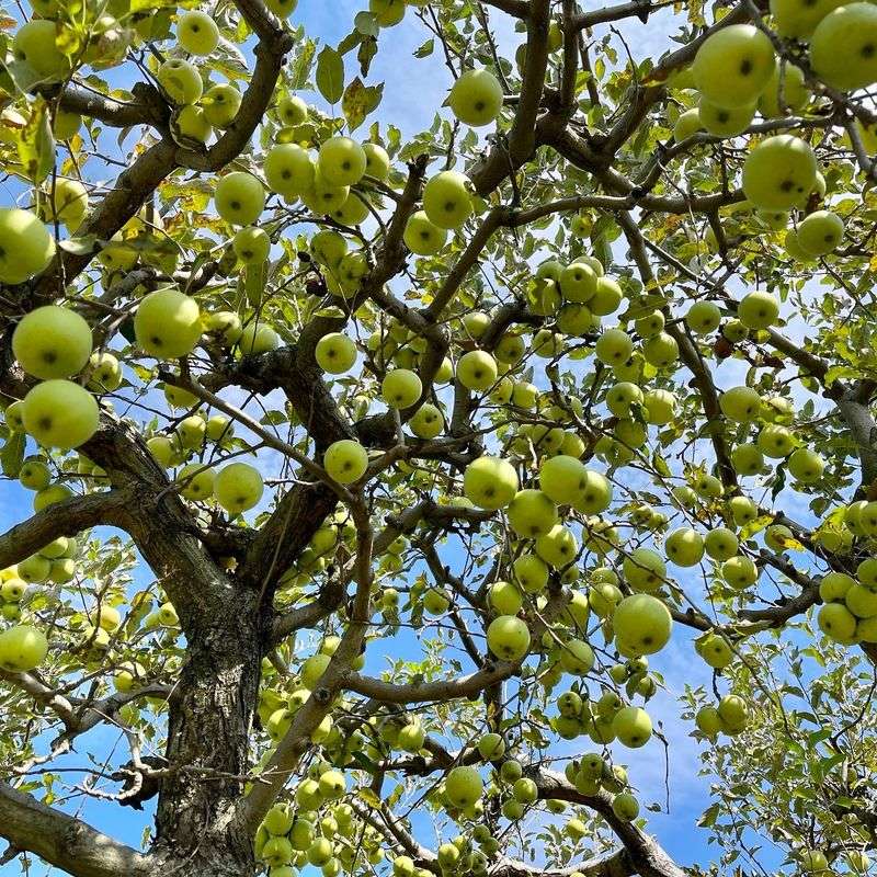 Hartland Orchard Keeps Markham Wonderfully Low Key Hartland Orchard Keeps Markham Wonderfully Low Key