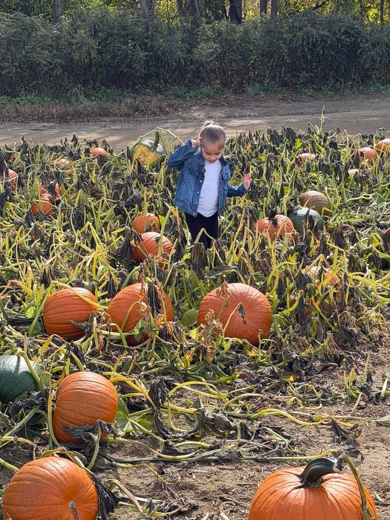 Hayride Out To The Twelve Acre Pumpkin Patch Hayride Out To The Twelve Acre Pumpkin Patch