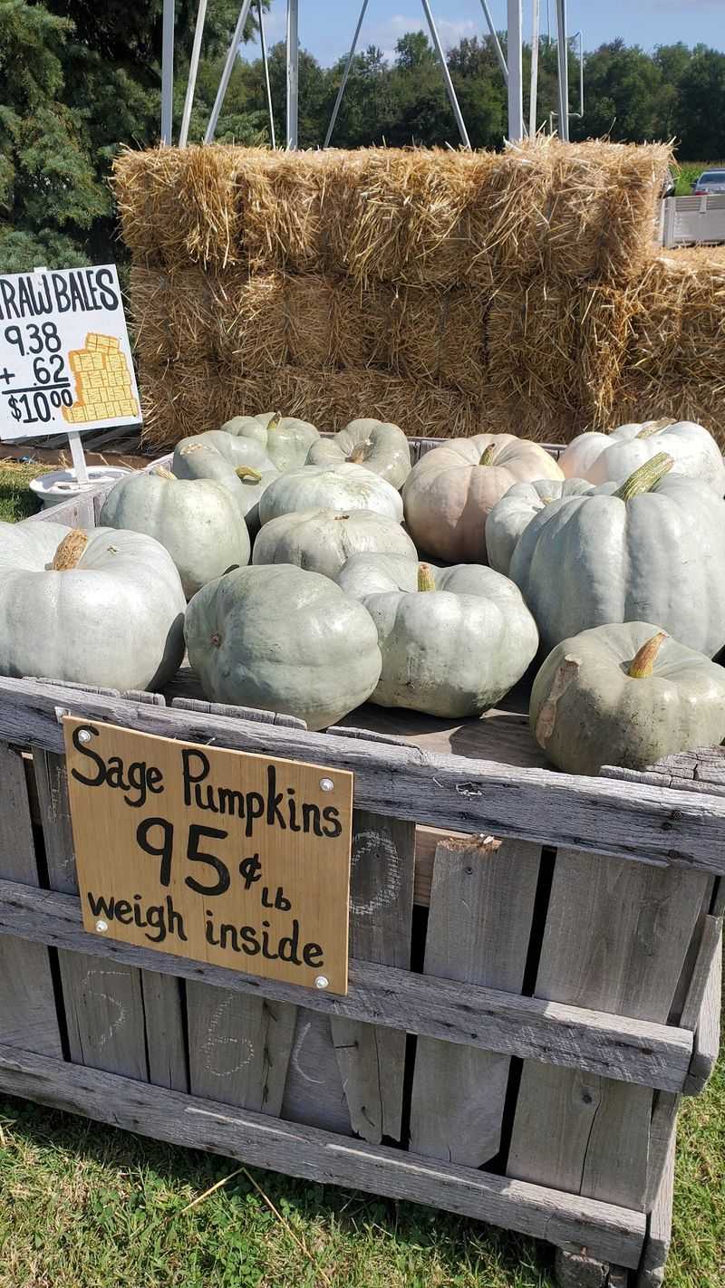 Hayrides Out To The Orchards And Patch