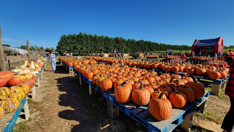Hayrides That Make The Whole Farm Feel Enormous Hayrides That Make The Whole Farm Feel Enormous