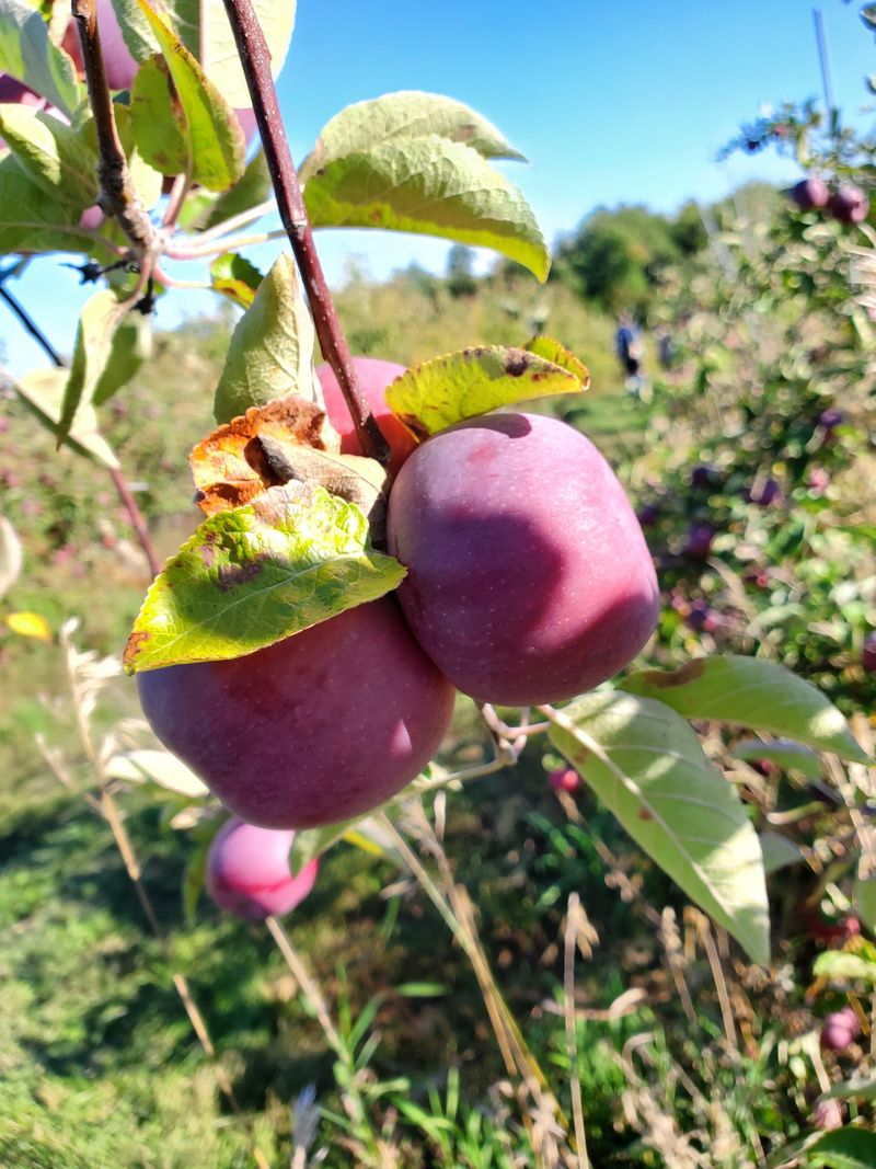 Hazelton Orchards Hazelton Orchards