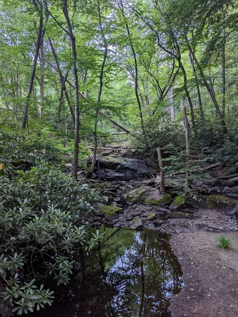 Hemlock Shade, Rhododendron Tunnels And Wet Lowlands Hemlock Shade, Rhododendron Tunnels And Wet Lowlands