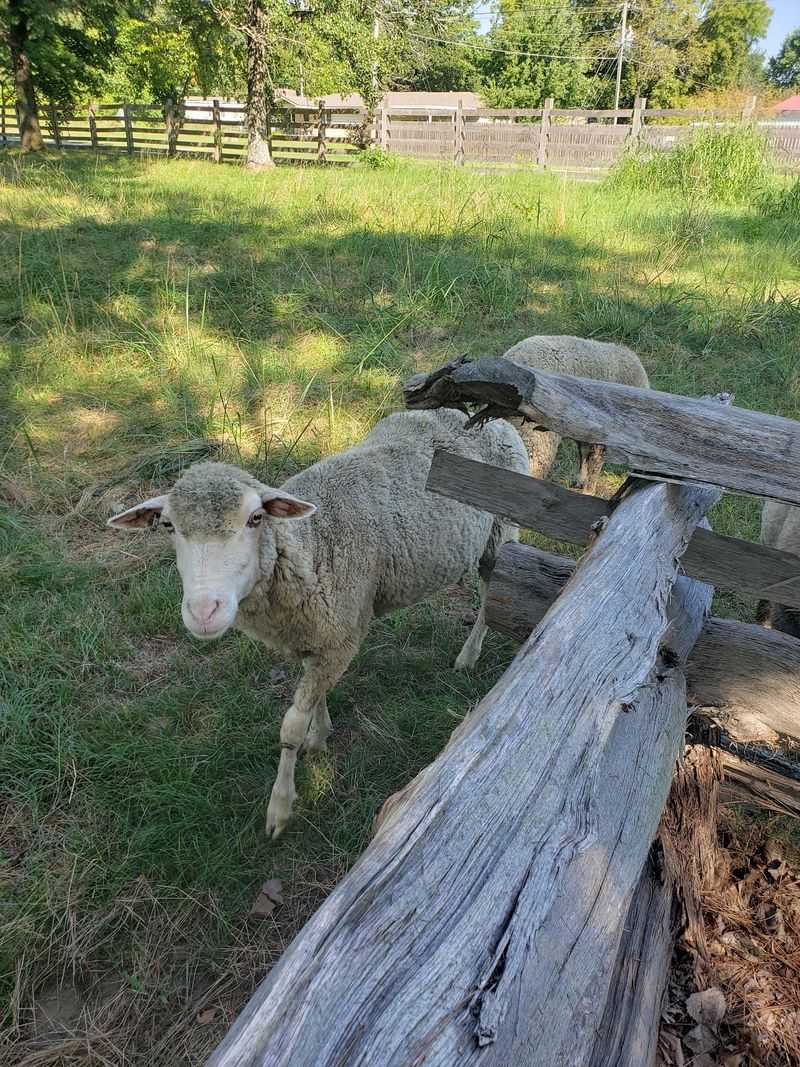 Heritage Breeds and Merino Sheep Heritage Breeds and Merino Sheep