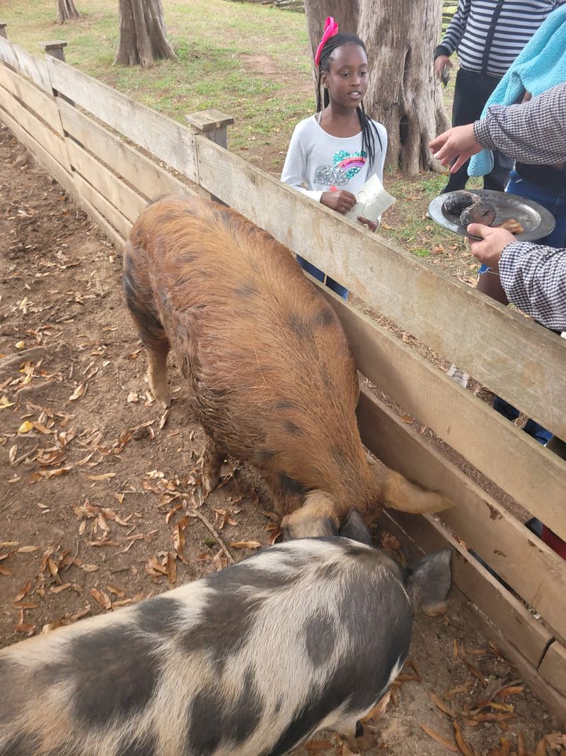Heritage Pigs, Quill Pens, and Everyday Life Heritage Pigs, Quill Pens, and Everyday Life