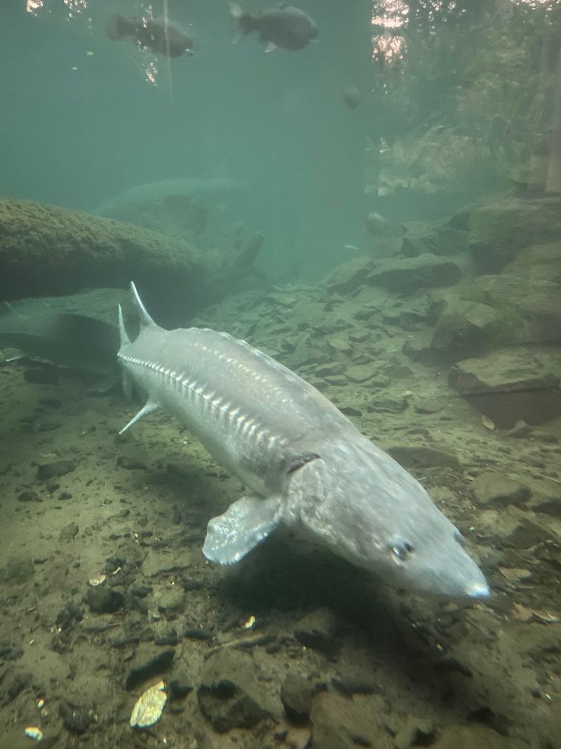 Herman the Sturgeon, the fish everyone drives here to meet Herman the Sturgeon, the fish everyone drives here to meet