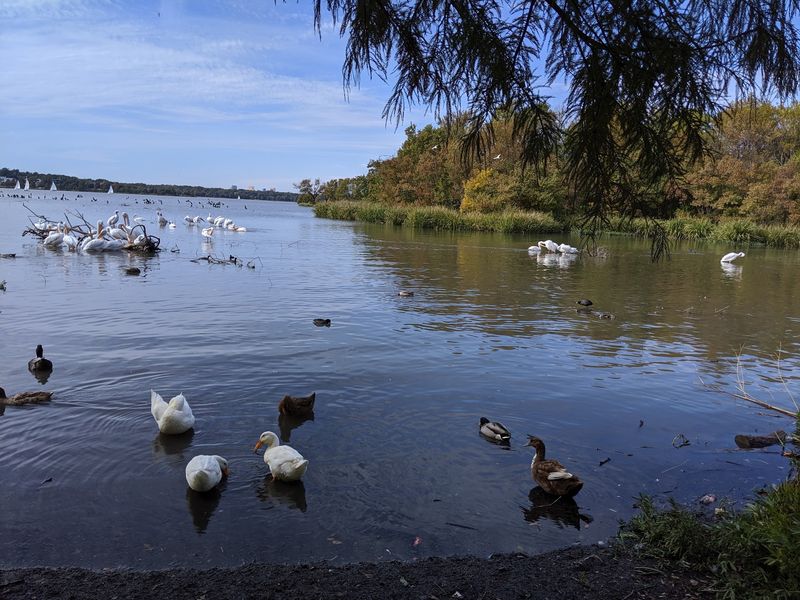 Herons, Pelicans, and Other Feathered Neighbors