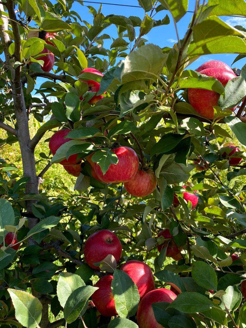 Hillcrest Orchard and Dairy, Branchville