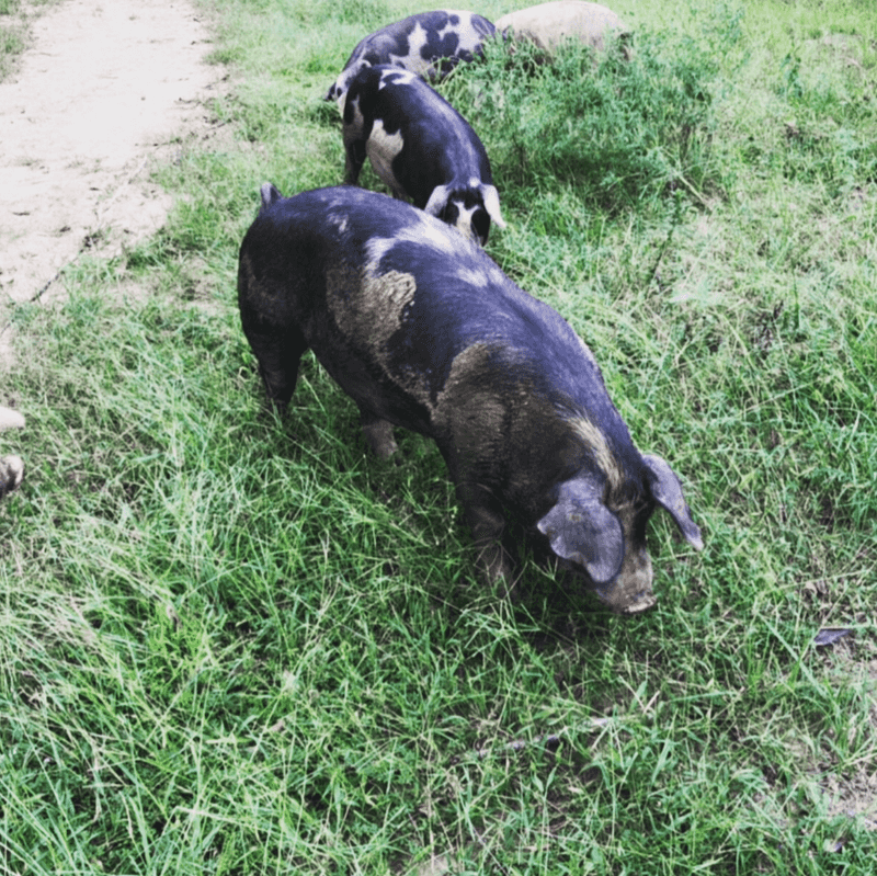 Hillside Pigs Rooting in Sylvan Pastures Hillside Pigs Rooting in Sylvan Pastures