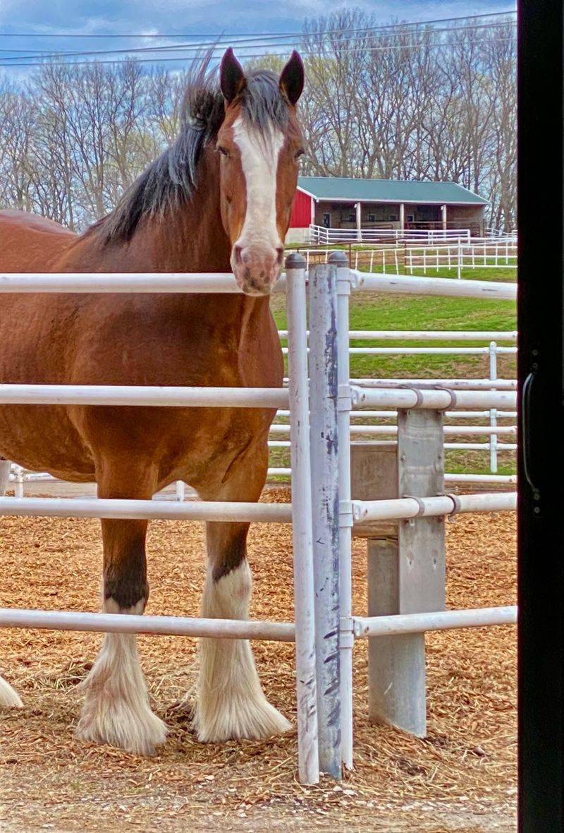 Hooves The Size Of Dinner Plates Hooves The Size Of Dinner Plates