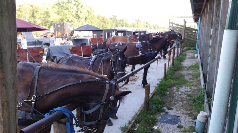 Horses, Buggies, And A Parking Lot Unlike Any Other Horses, Buggies, And A Parking Lot Unlike Any Other