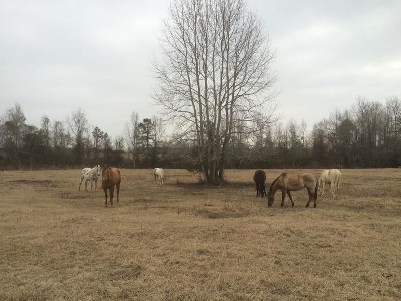 Horses Getting A Genuine Second Chance Horses Getting A Genuine Second Chance