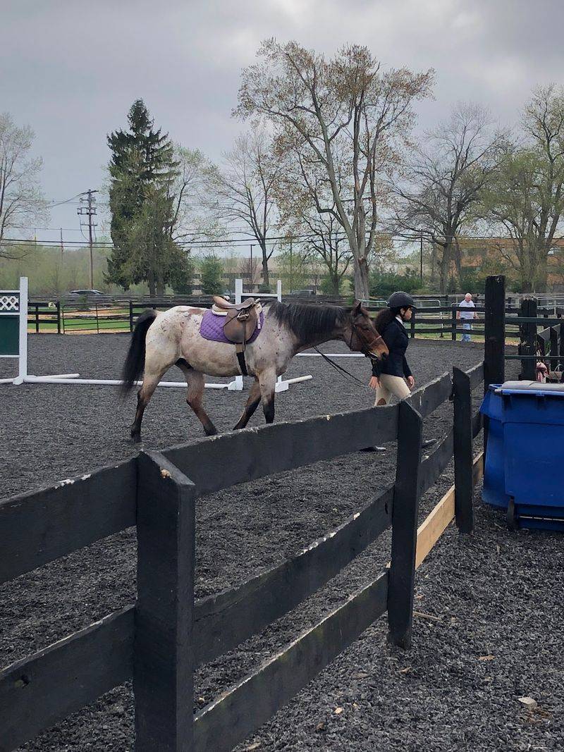Horses On The Trail Thanks To Seaton Hackney Stables