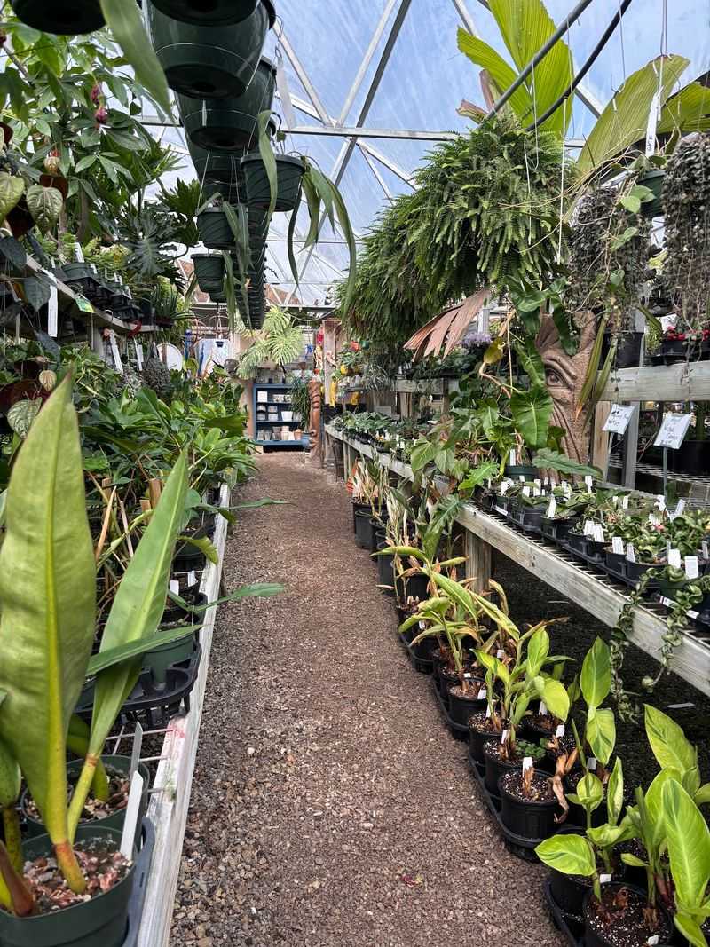 Houseplants, Exotics, And Cacti For Indoor Gardeners Houseplants, Exotics, And Cacti For Indoor Gardeners