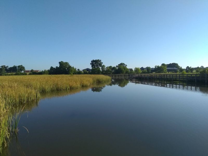 How A Marsh Cleans Water For 1.8 Million People How A Marsh Cleans Water For 1.8 Million People