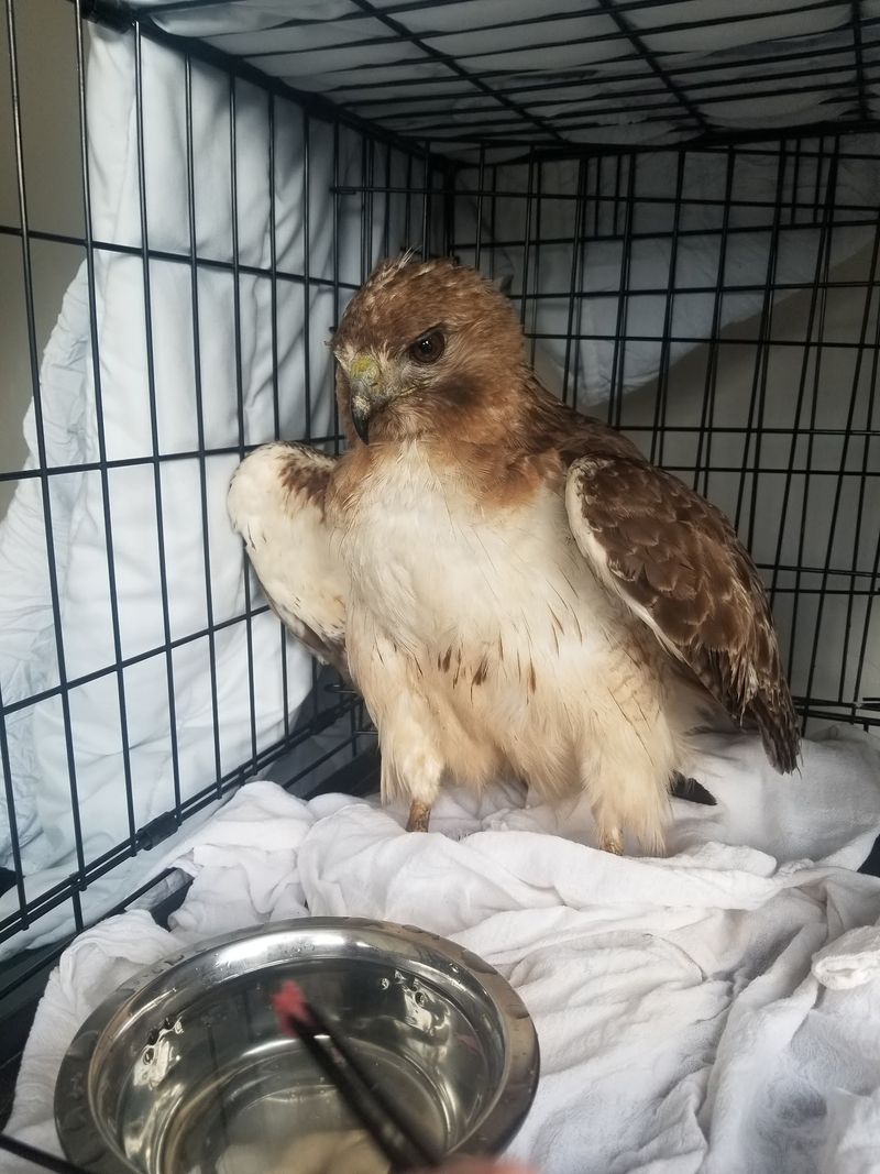 How a Hawk With a Broken Wing Becomes a Patient How a Hawk With a Broken Wing Becomes a Patient
