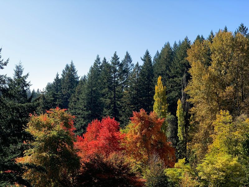 Hoyt Arboretum, Portland, OR