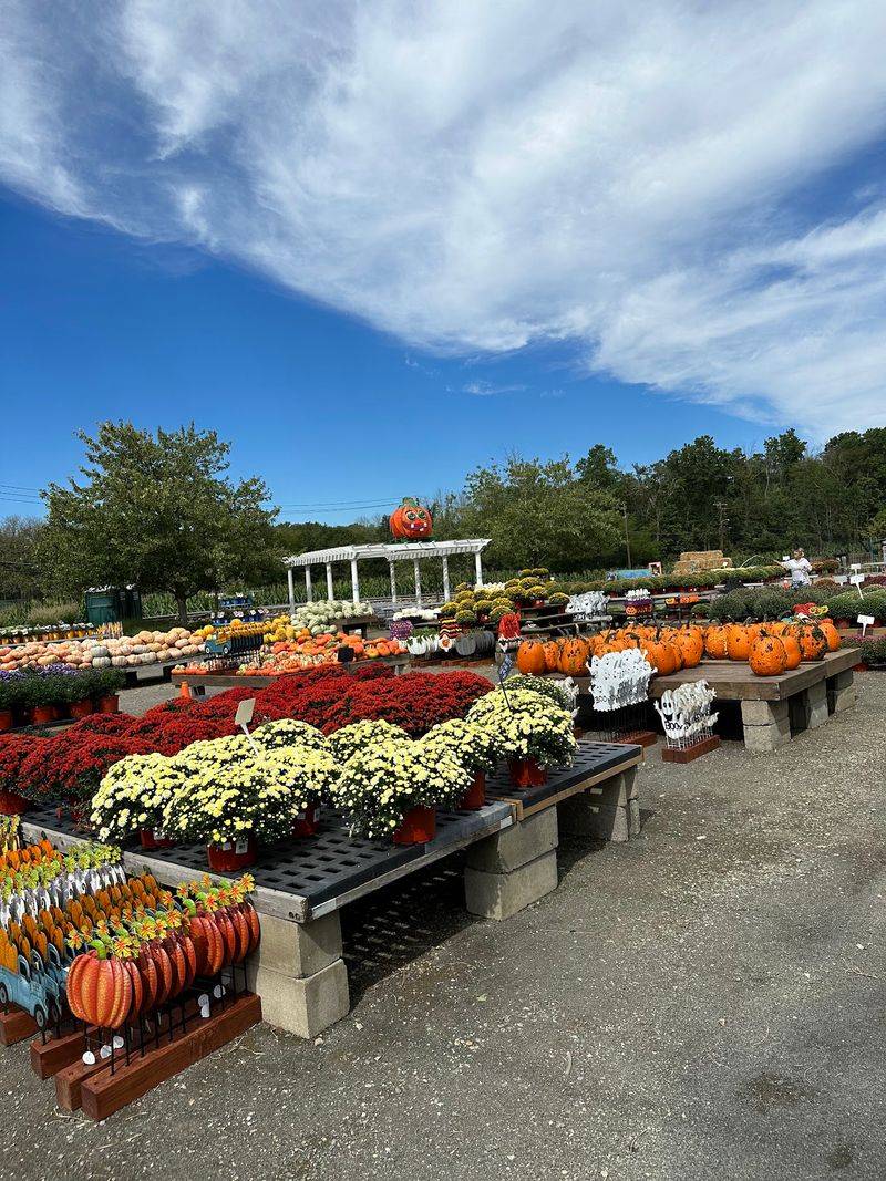 Hundreds of Mums and Fall Decorations Filling the Garden Center