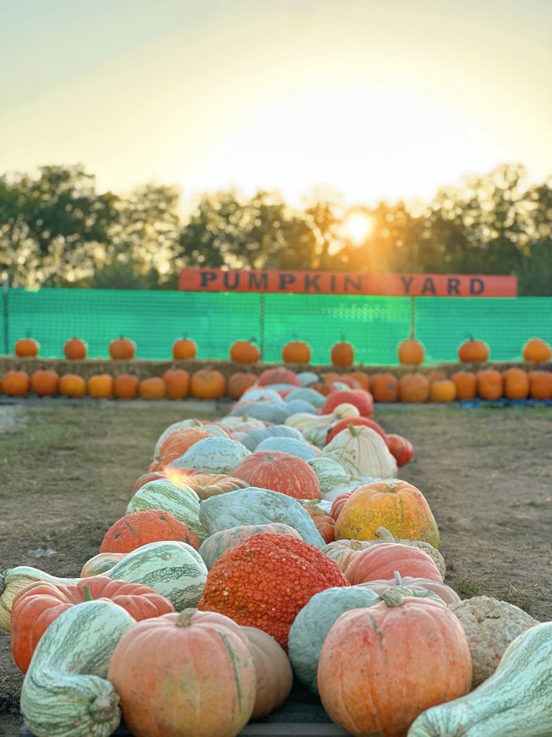 Hunting Down The Right Pumpkin Hunting Down The Right Pumpkin