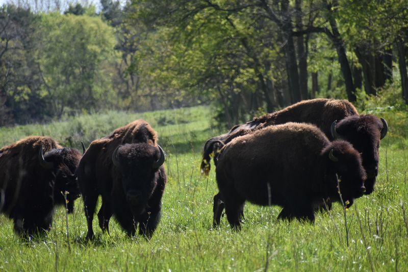 Indiana's Only Free-Roaming Bison and Elk Share the Same Land Indiana's Only Free-Roaming Bison and Elk Share the Same Land