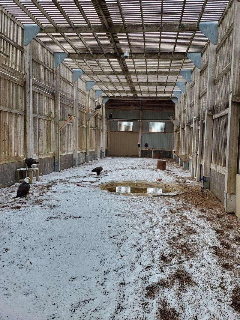 Inside The 100-Foot Flight Cage Inside The 100-Foot Flight Cage