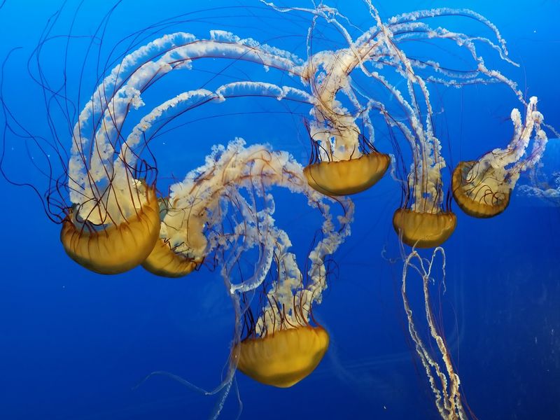 Jellyfish, Lionfish, and a Mantis Shrimp Jellyfish, Lionfish, and a Mantis Shrimp