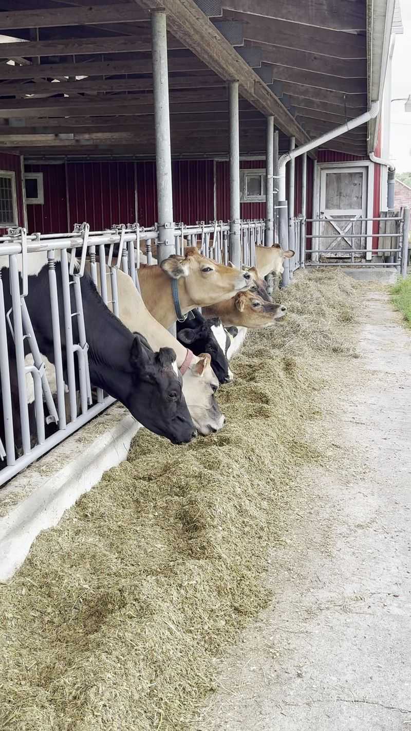 Jersey And Guernsey Cows Doing The Real Work Jersey And Guernsey Cows Doing The Real Work