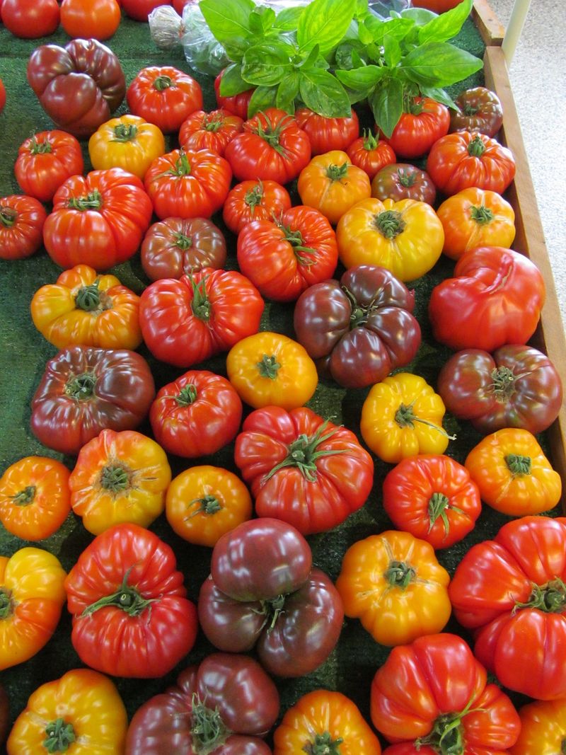 Jersey Tomatoes That Show Up Long Before Summer Jersey Tomatoes That Show Up Long Before Summer