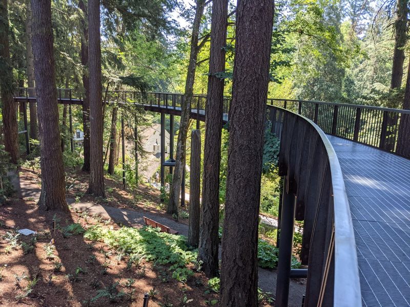 Johnson Creek, Ferns, And A New Footbridge
