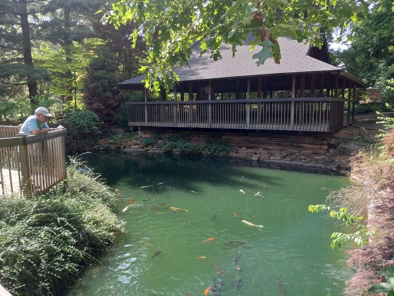 Koi, Quarters, and One Very Popular Bridge Koi, Quarters, and One Very Popular Bridge