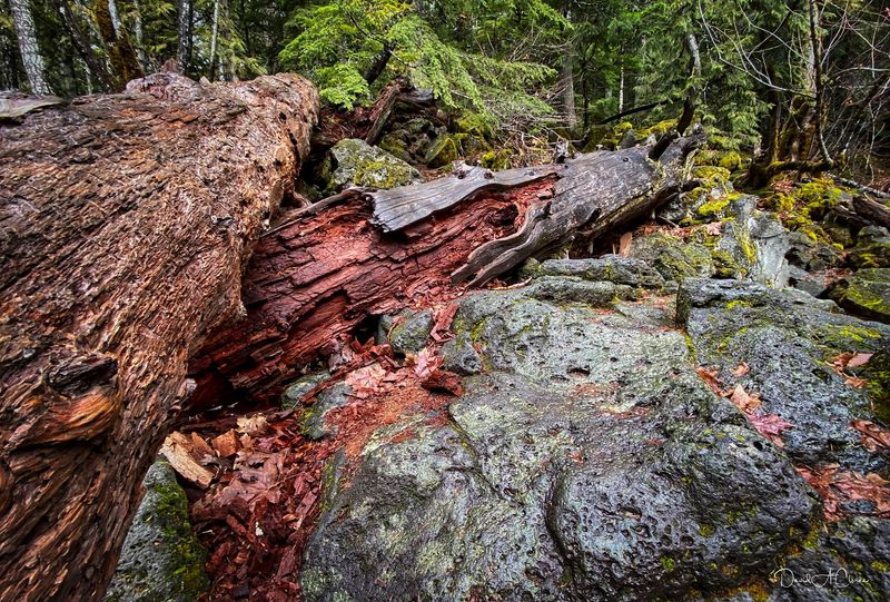 Lava Fields That Interrupt The Forest Lava Fields That Interrupt The Forest