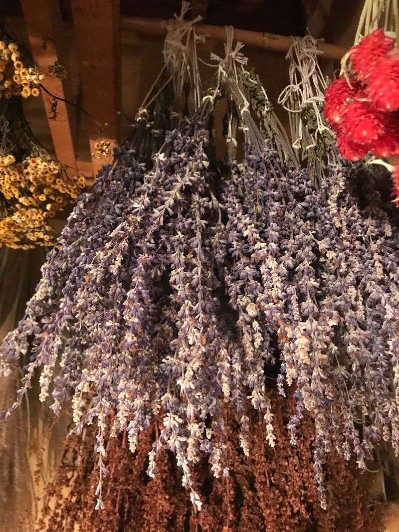 Lavender Rows That Perfume The Whole Hillside Lavender Rows That Perfume The Whole Hillside