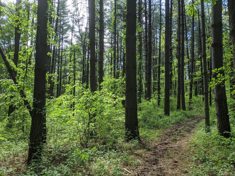Lick Creek Trail in the Hoosier National Forest Lick Creek Trail in the Hoosier National Forest