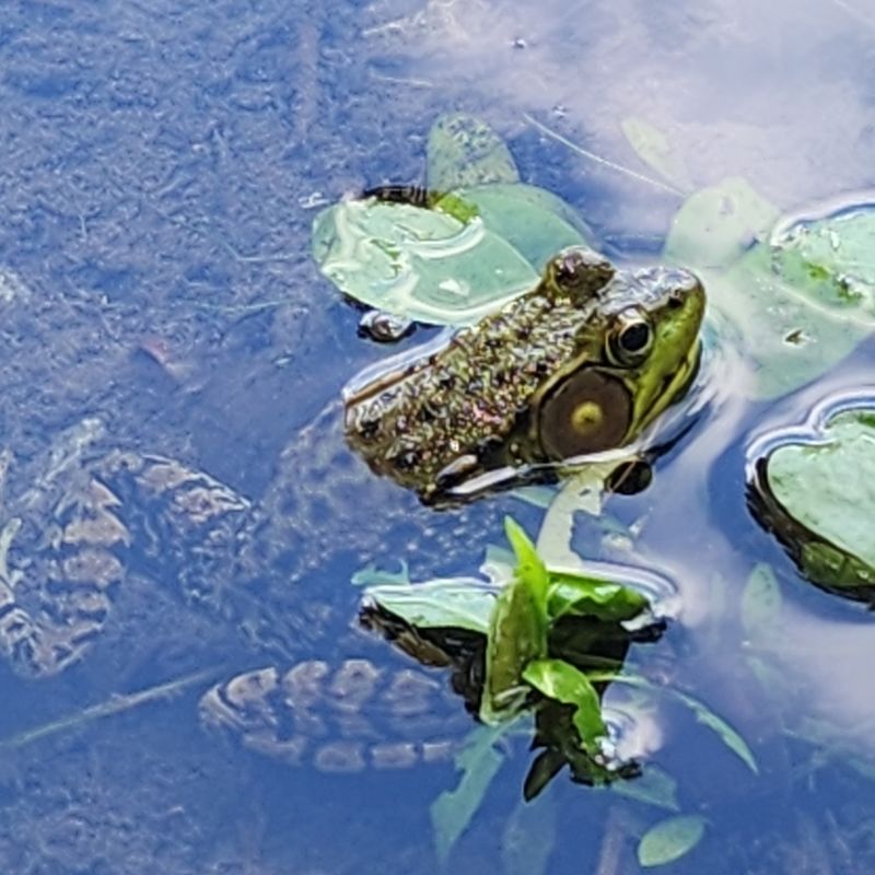 Lily Pads, Frogs, And A Very Alive Shoreline Lily Pads, Frogs, And A Very Alive Shoreline