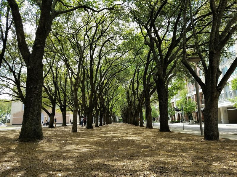Live Oaks And A Lawn The Length Of A Football Field Live Oaks And A Lawn The Length Of A Football Field