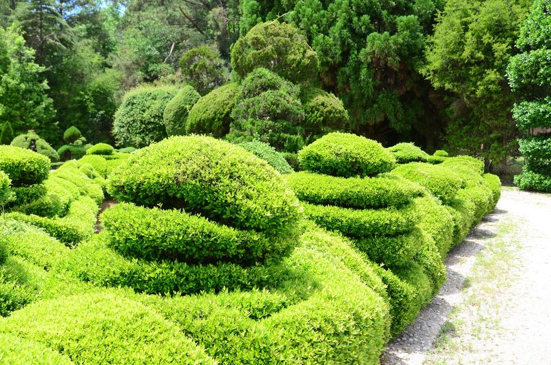 Love, Peace and Goodwill Written in Greenery Love, Peace and Goodwill Written in Greenery