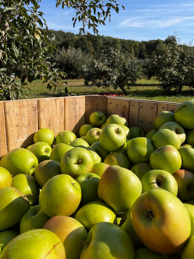 Mackey's Orchards, Belvidere