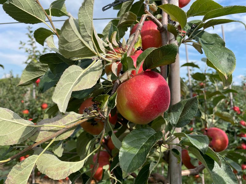 Mackintosh Fruit Farm Makes Berryville Easy On Everyone Mackintosh Fruit Farm Makes Berryville Easy On Everyone