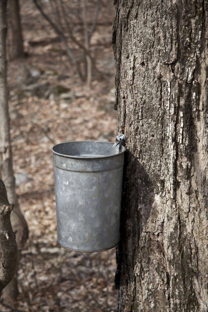 Maple Sugaring When The Season Turns Maple Sugaring When The Season Turns
