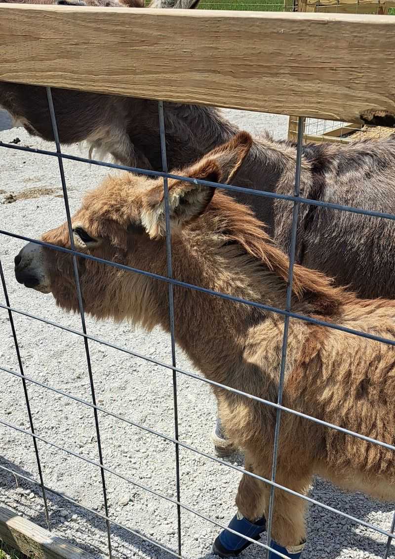 Meet Ethel and Fred, the Donkey Duo Who Live for Back Scratches
