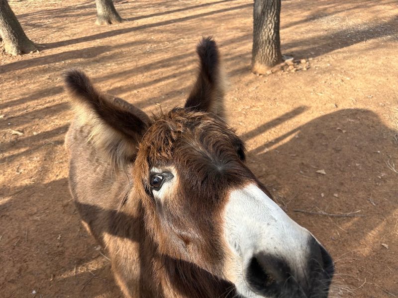 Meet Junior, Freckles, and Lady the Donkey