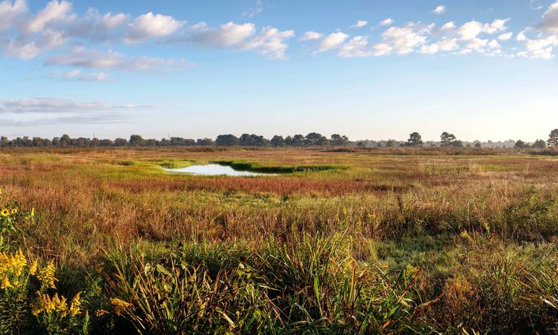 Meet The Grass That Gave The Place Its Name