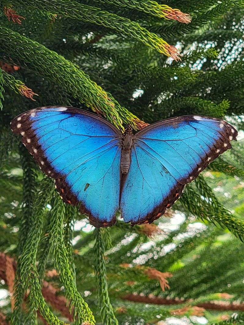 Meet the Blue Morpho, the Peacock of Butterflies