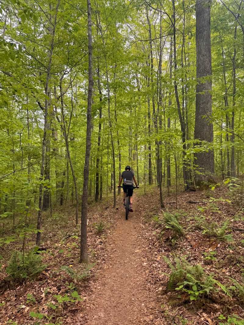 Meet the Copperhead, Your Shy Forest Neighbor Meet the Copperhead, Your Shy Forest Neighbor