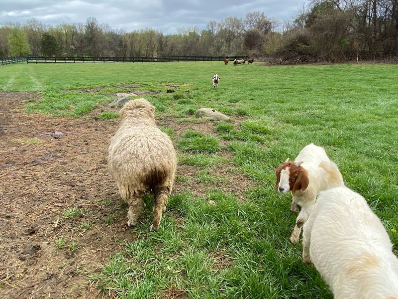 Meet the Herd Behind the Hype Meet the Herd Behind the Hype
